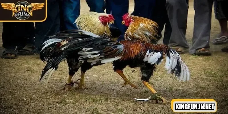 da-ga-cua-dao-dat-tien-vao-cac-cua-theo-ty-le