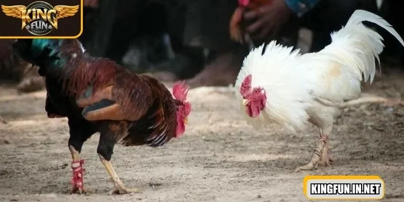 da-ga-cua-dao-dung-cu-duoc-quy-dinh-cu-the