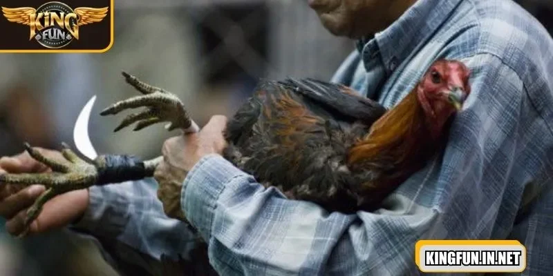 da-ga-cua-dao-phan-tich-tran-dau-truoc-khi-chon-cuoc