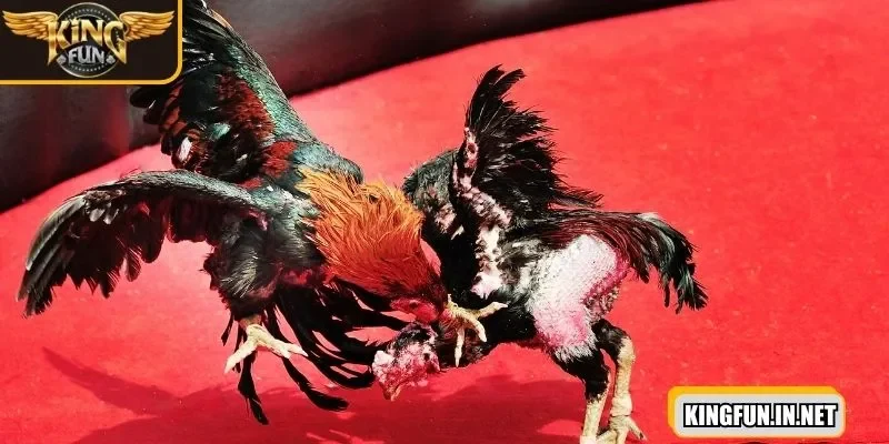 da-ga-cua-sat-nhieu-nguoi-yeu-thich