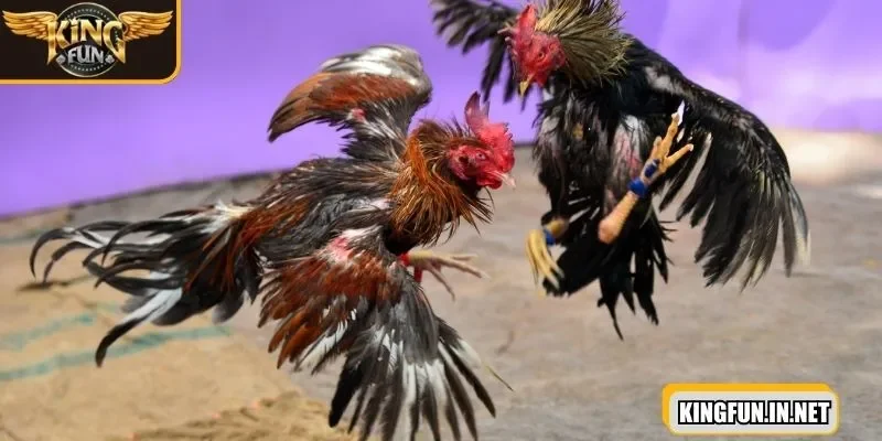 da-ga-cua-sat-tam-ly-on-dinh