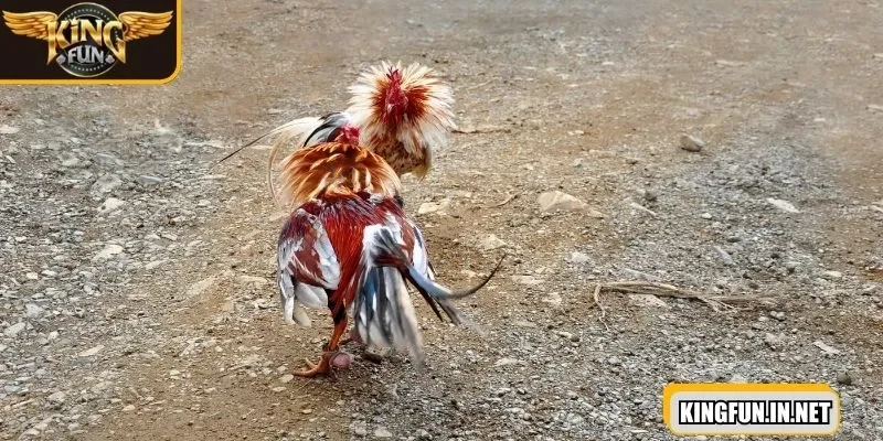 da-ga-cua-sat-tam-ly-tham-gia