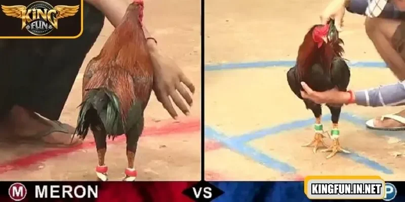 da-ga-truc-tiep-cac-tran-dau-duoc-quan-ly-chat-che