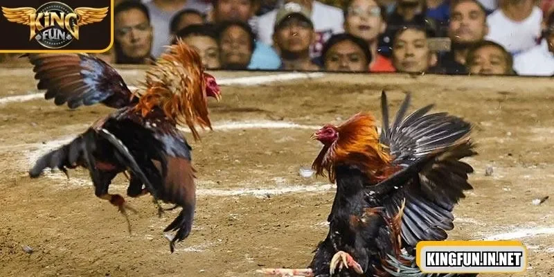 da-ga-truc-tiep-day-tien-loi-va-theo-doi-nhanh-chong