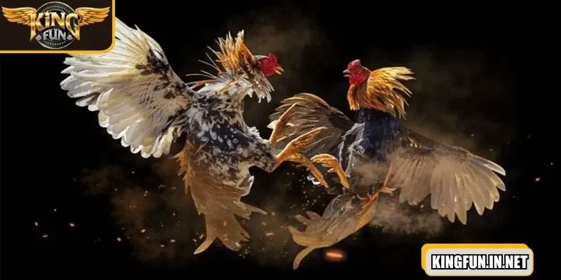 game-da-ga-cua-cuoc-wala-voi-ty-le-thuong-lon