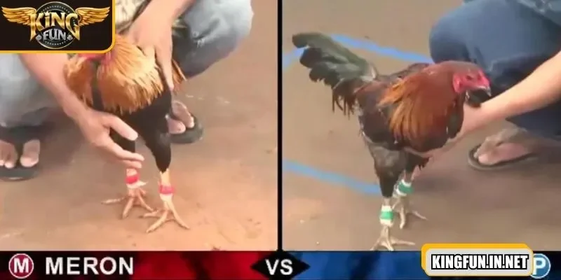 Game đá gà quan sát trận đấu và đặt cược hoàn hảo